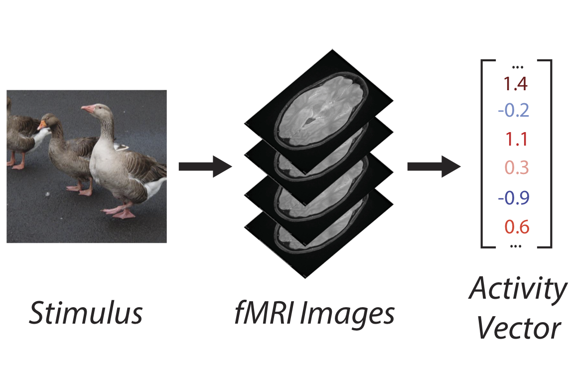 Brain-informed Machine Learning