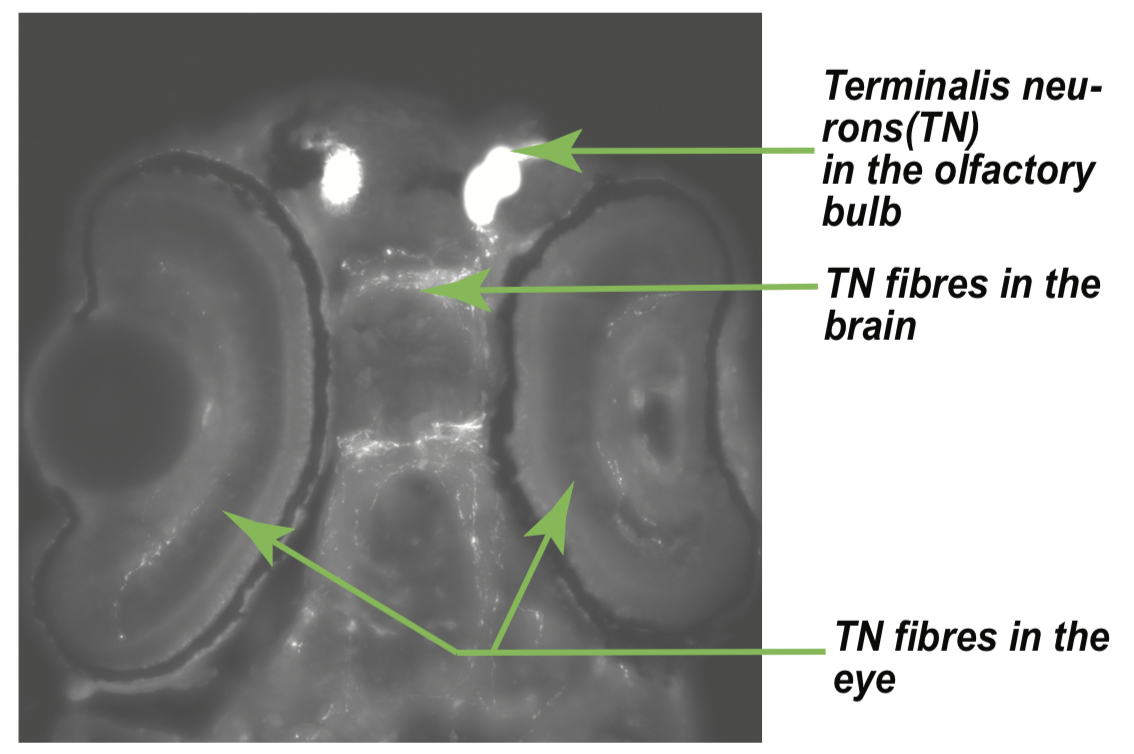 Computational Models of Zebrafish Sensory Integration